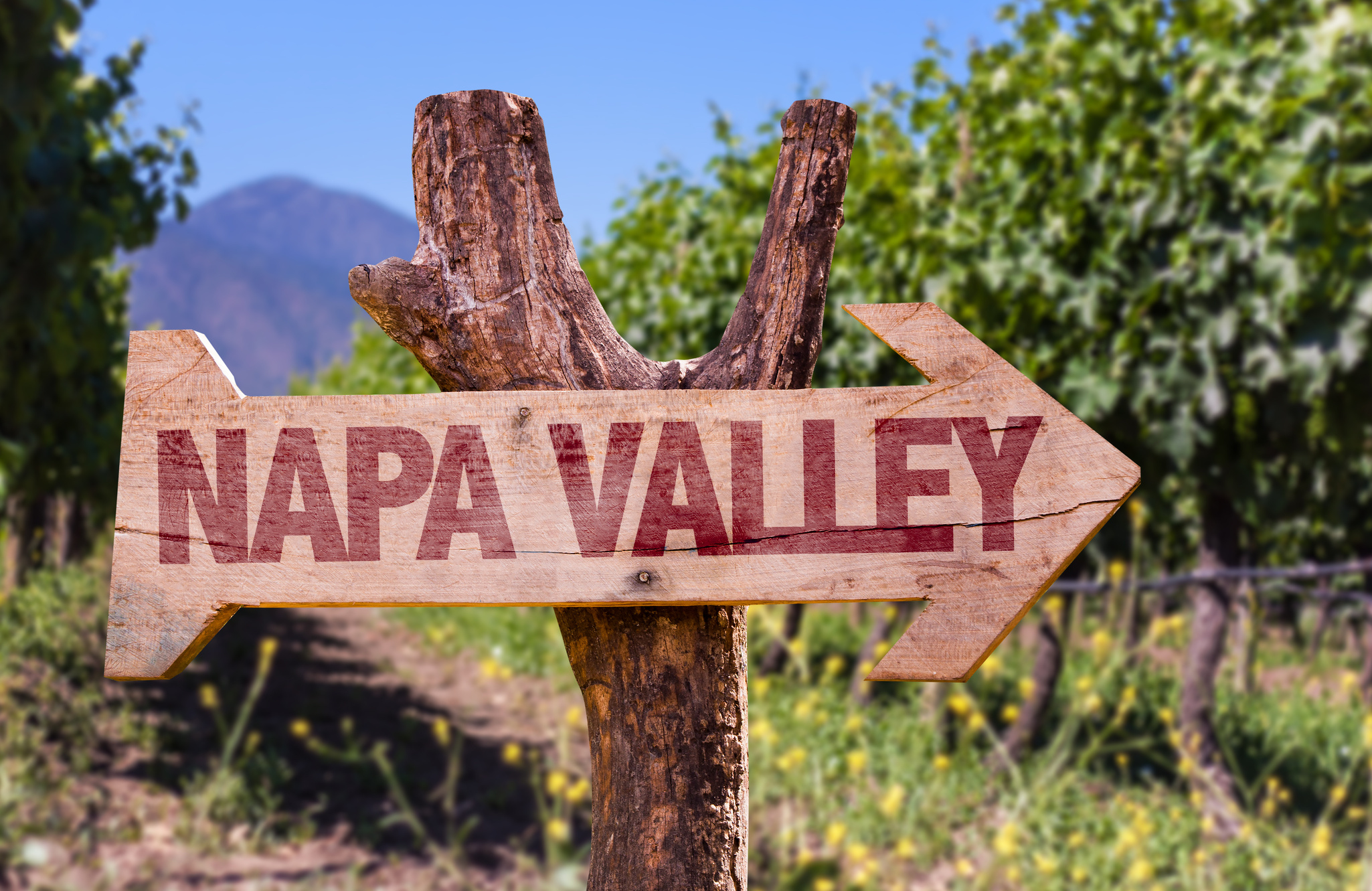 Unique Experiences in Napa Valley You Can’t Find Anywhere Else